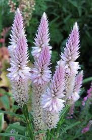 Pin On Garden