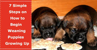 Don't add vitamin or mineral. 7 Simple Steps On How To Begin Weaning Puppies Growing Up Petxu