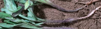 Image result for tomato seedling damping off