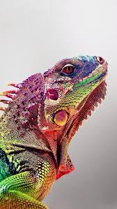 Rose Smith On Twitter Nature Animals Colorful Animals Animals