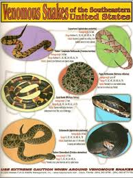 1000 Images About Venomous Snakes On Pinterest Snakes