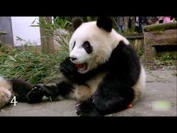 122 5 unbelievable animal rescues youtube weird looking animals bizarre animals animals pinterest