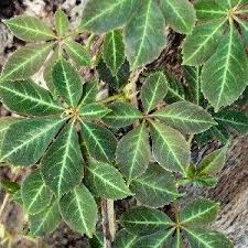 Image result for Parthenocissus
