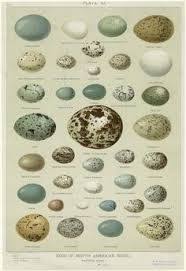 image result for bird egg identification chart for ontario