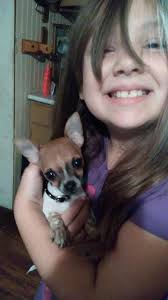 In search of a teacup/micro chihuahua.