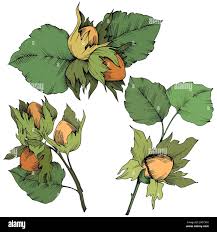 Hazel botanical illustration Cut Out Stock Images & Pictures