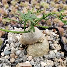 Image result for Kedrostis capensis