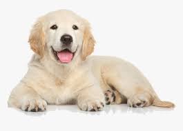 We did not find results for: Retriever Facial Group Labrador Retriever Companion Golden Retriever Puppy Png Transparent Png Kindpng