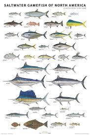 huckberry print essentials saltwater gamefish fish