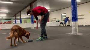 Go here to discuss the latest news in the ukc coonhunting world! Fenzi Dog Sports Academy Core Courses