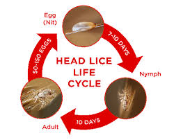 Image result for lice life cycle