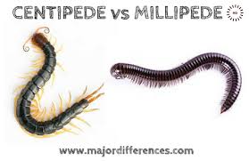 Centipedes are grouped into the class chilopoda and millipedes belong to the class diplopoda. Difference Between Centipedes And Millipedes Centipedes Vs Millipedes