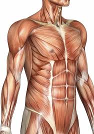 Find the best weight lifting exercises that target each muscle or groups of muscles. Anatomy Muskuls 9