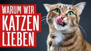 Miau, wir wünschen einen schönen #weltkatzentag! Weltkatzentag Warum Wir Katzen Lieben Youtube