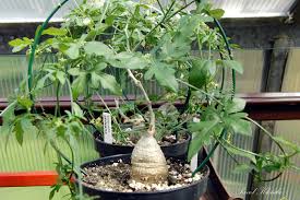 Image result for Kedrostis africana