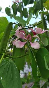 Image result for Bauhinia monandra