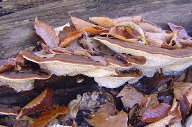 Image result for Ischnoderma resinosum