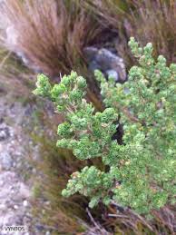 Image result for Cliffortia serpyllifolia