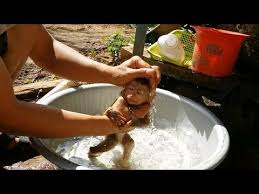 Baby curtis enjoying a nice hot relaxing bath.follow me on instagram: Cute Baby Monkey Taking A Bath And Drink Milk Daily Youtube