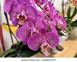 Image result for Orchidaceae