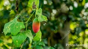 Image result for Coccinia grandis