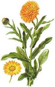 NAGIETEK LEKARSKI - (Calendula officinalis L.)