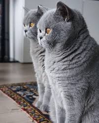 Pin By Anisa Aslam On Animals In 2020 British Blue Cat British Shorthair Cats British Shorthair