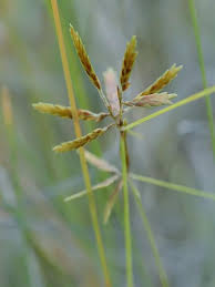 Image result for Cyperus foliaceus