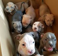 Baby Pitbull Black And Brown I Want The One In The Middle With Half White Half Brown Face Cute Animals Cute Baby Animals Puppies