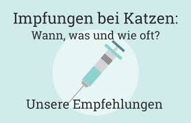 Entscheidest du dich für eine sterilisation deines haustieres, achtest du auf das alter der katze. Katzen Impfen Wann Was Und Wie Oft Der Umfassende Impf Guide 2020