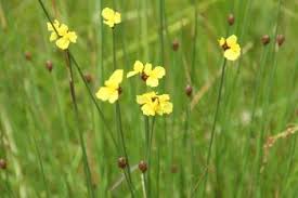 Image result for Xyris peteri