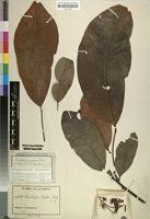 Image result for Buchholzia