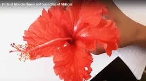 Petals:aka corolla, tend to be short and have a single lobe. Hibiscus Flower Parts Dissection Of Hibiscus Flower Youtube