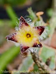 Image result for Tridentea marientalensis