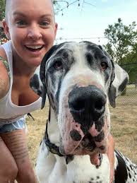 This massive Handsome guy has arrived to camp Panda Paws Rescue! He is much  larger than photos depict. He loves all of the dogs here and is really  happy to be out