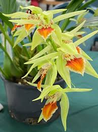 Image result for Calyptrochilum
