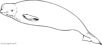 Full of grace under the water and very intelligent. Cute Beluga Whale Coloring Page Coloringall