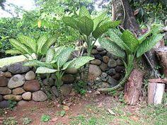 Dieffenbachias Dieffenbachia Dieffenbachia ˌdiːfᵻnˈbaekiə Is A Genus Of Tropical Flowering Plants In The Family Arace Plants Deadly Plants Poisonous Plants