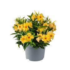 Image result for dipladenie žlutá obrázek