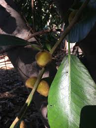 Image result for Ficus saussureana
