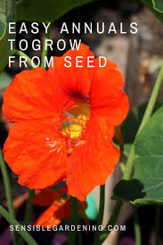 Fail Safe Annuals To Grow From Seeds Indoors Starting Flowers From Seeds Growing Seeds Starting Seeds Indoors