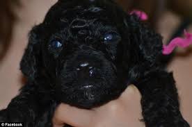 Both were constant presences around the dogs entertained crowds at the annual easter egg roll and bo occasionally joined mrs. Revealed The Breeder Who Sold The Obamas Their New 2 300 Dog Sunny And How She Was Born From Frozen Sperm Daily Mail Online