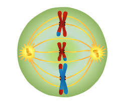 There can be a rest period where you have an interphase ii, and that will depend on the type of cell. Meiosis Stages Chromatids Non Disjunction Teachmephysiology