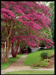 The crape myrtle is a small tree or large shrub with deciduous leaves. Beginner S Guide To Crepe Myrtle Care Southern Living