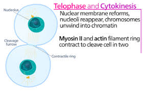 One of the key differences in mitosis is a single cell divides into two cells that are replicas of each other and have the same number of chromosomes. Cytokinesis Wikipedia