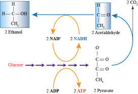 The development of cell theory. Glycolysis And Cellular Respiration Fermentation And Anaerobic Respiration Shmoop