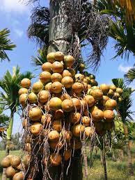 Areca Palm Nut Tree Karnataka Pumpkin Patch Pumpkin Tree