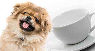 Browse thru pekingese puppies for sale near nashville, tennessee, usa area listings on puppyfinder.com to find your perfect puppy. Teacup Pekingese Would This Tiny Dog Fit Into Your Life