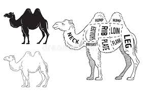 If you have a few years of experience in the java ecosystem, and you're interested in sharing that experience with the community (and getting paid for your work of course), have a look at the write for us page. Camel Ship Desert Stock Illustrations 163 Camel Ship Desert Stock Illustrations Vectors Clipart Dreamstime