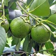Image result for Diospyros abyssinica